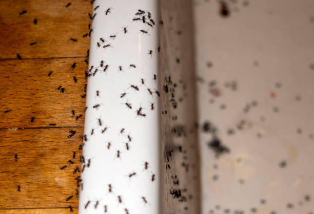 Reliable Albany, IN Pest Control Solutions